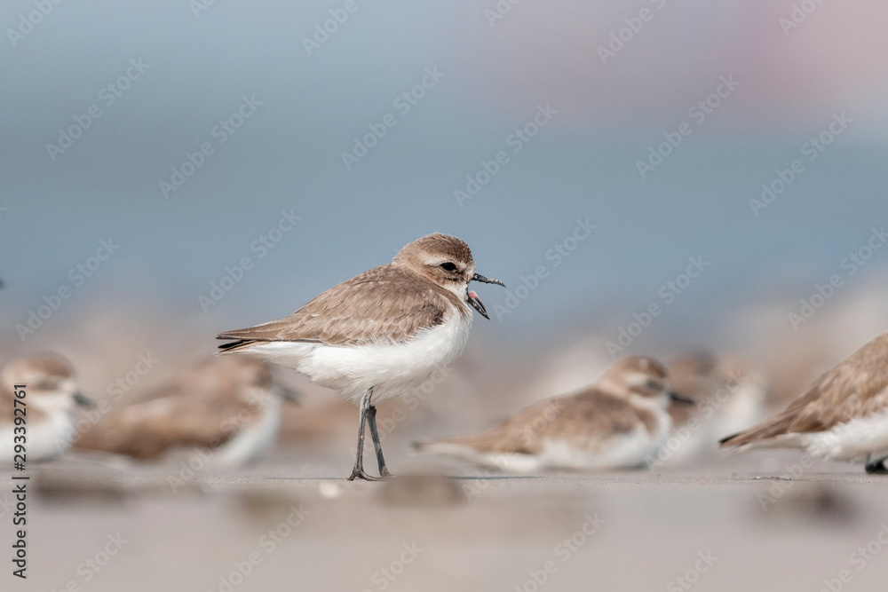 Lesser Sandplover Seen at Akshi Coast,Alibaug,Raigad,Maharashtra Lesser Sandplover Seen at Akshi Coast,Alibaug,Raigad,Maharashtra