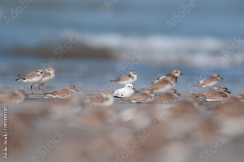 Lucistic Lesser Sand Plover Seen at Akshi Coast,Alibaug,Raigad,Maharashtra