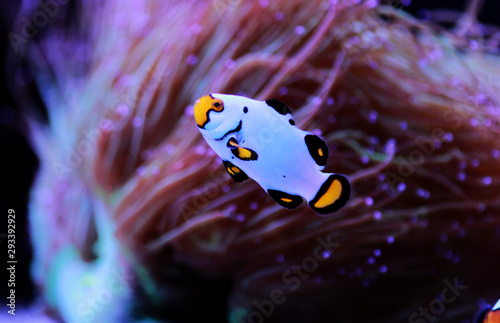 Captive-Bred Clownfish Wyoming White Clownfish - (Amphiprion ocellaris )  photo