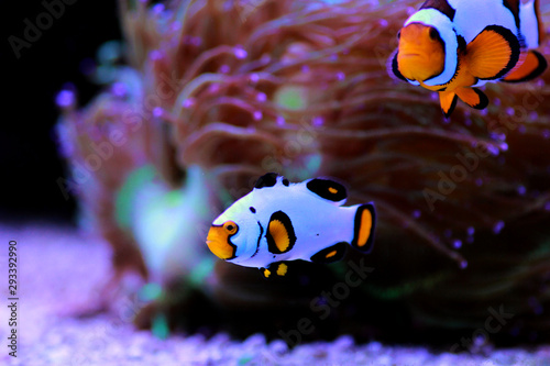 Captive-Bred Clownfish Wyoming White Clownfish - (Amphiprion ocellaris ) 