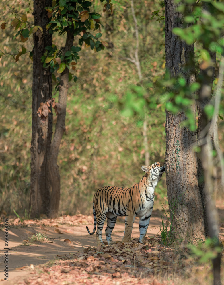 4,251 Tiger Front View Images, Stock Photos, 3D objects, & Vectors