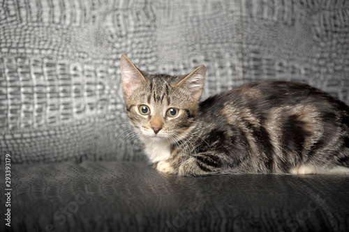 brown striped kitten on a gray background