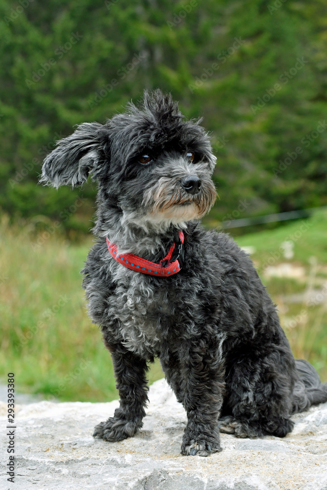 zwergpudel-terrier-mischling zwergpudel-terrier-mischling
