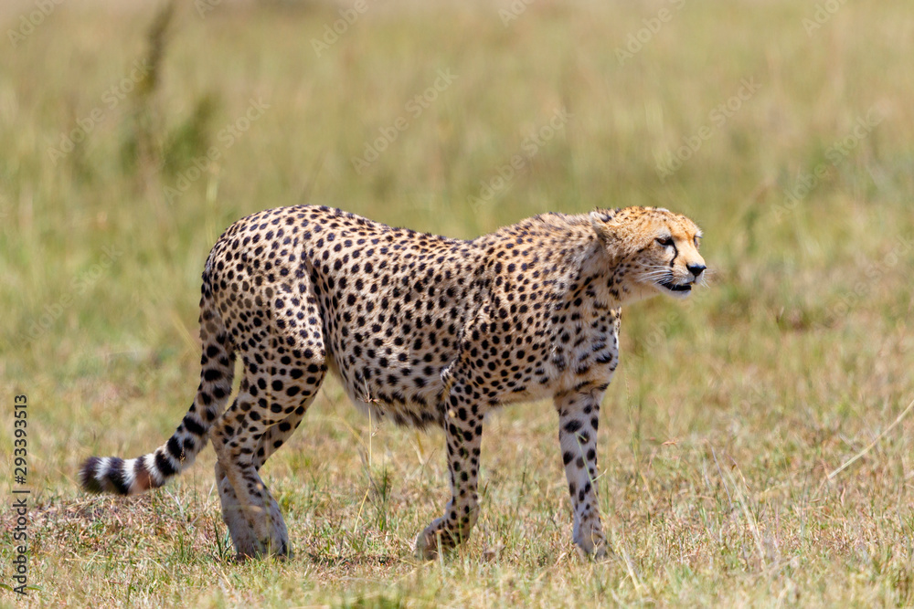 Obraz premium Alone Cheetah walking in the grass