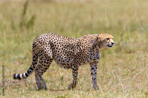 Alone Cheetah walking in the grass