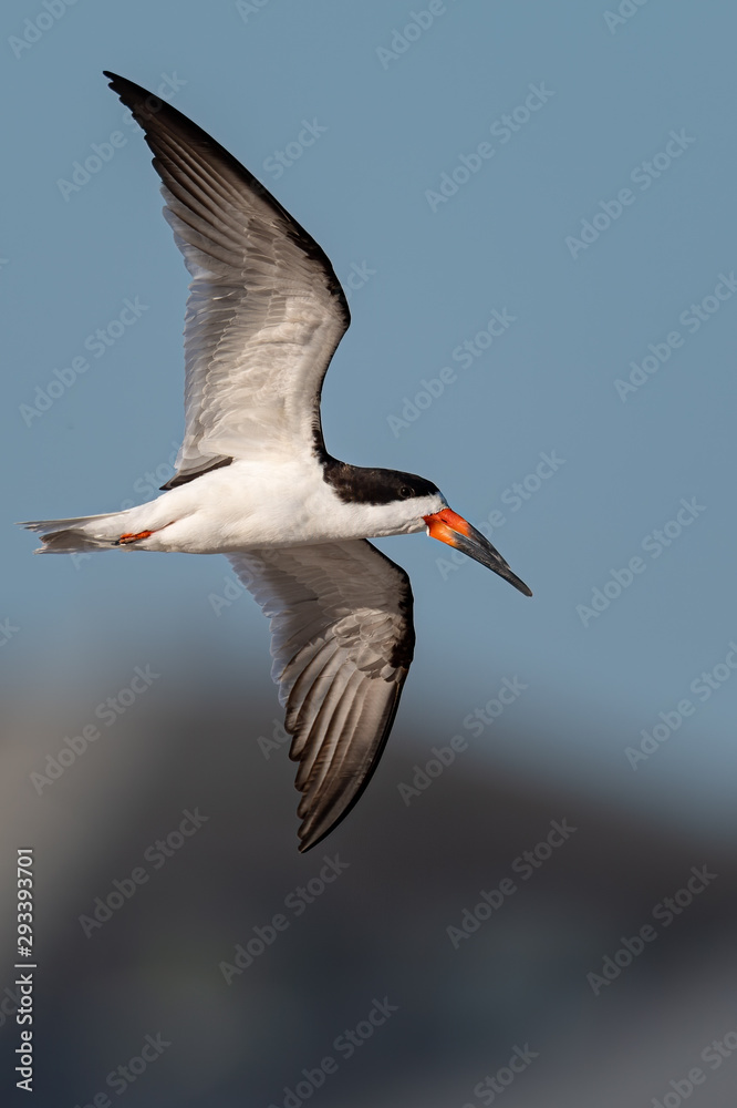Obraz premium Black Skimmer in morning flight.
