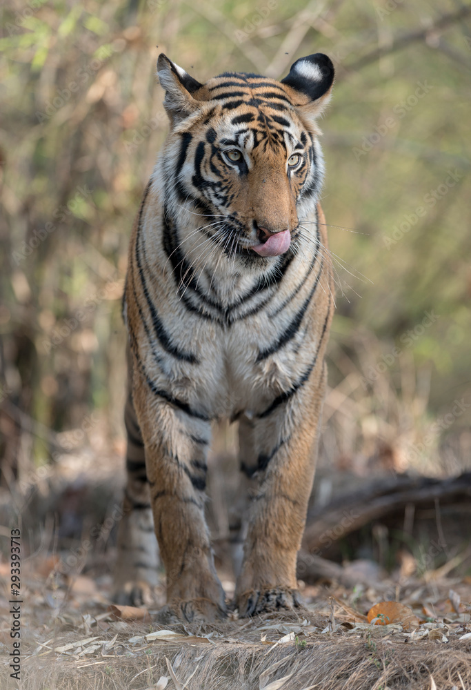 Fototapeta premium Asia,India,Bandhavgarh,Madhya Pradesh,Heart,Sanctuary,Bond,Love,Travel,Beautiful,Colorful,vivid,Sunset,Summer,Nature,Natural,Wild,Wildlife,Cute,Mountains,Hills,Evening,Morning,Young,Family,Famous,Popu