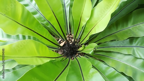 bird nest fern tree, background.green plant big leaf.Nature photo conceptual