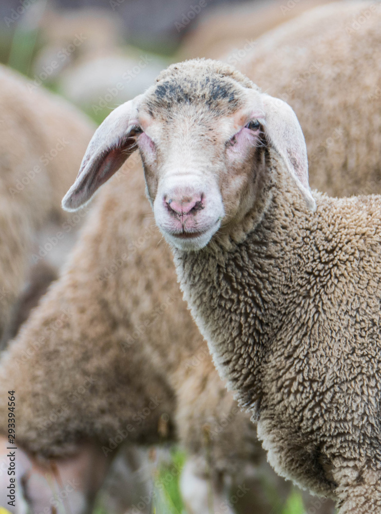 Obraz premium Close-up of a sheep