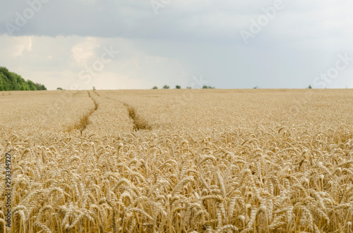 Road through a wheat field, ripened wheat