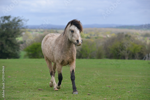 Pretty little pony in its field in the english countryside.