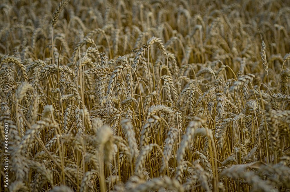 Closeup of a field of ripe wheat ears Closeup of a field of ripe wheat ears