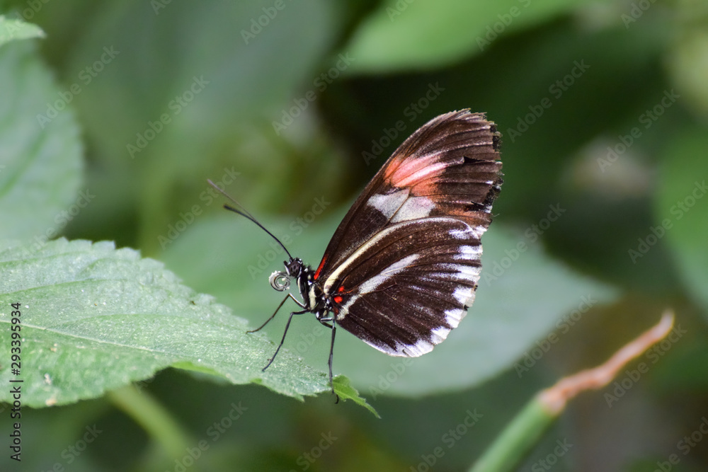 Fototapeta premium Tropical butterfly, macro close-up