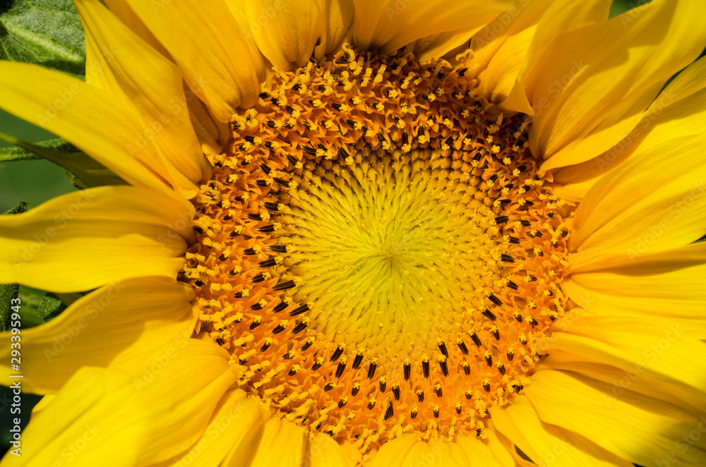 Close-up of a beautiful blooming sunflower Close-up of a beautiful blooming sunflower