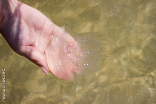 Jellyfish medusa rhizostomeae in female hand - outdoors, water, sea, sun