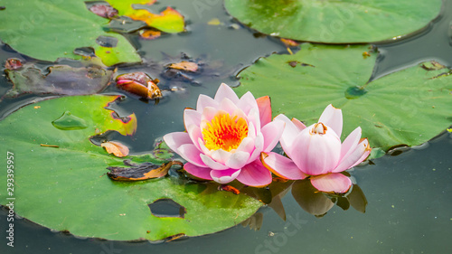 Beautiful lotus flower on a pond with green leaves