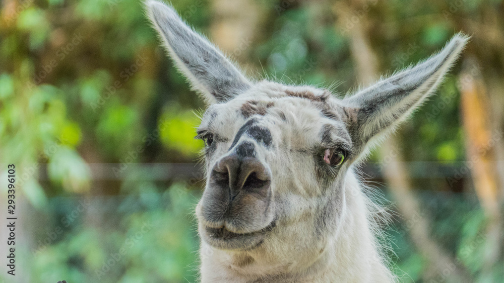 Funny close-up of a llama Funny close-up of a llama