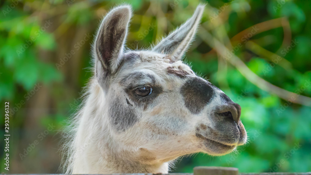 Fototapeta premium Funny close-up of a llama