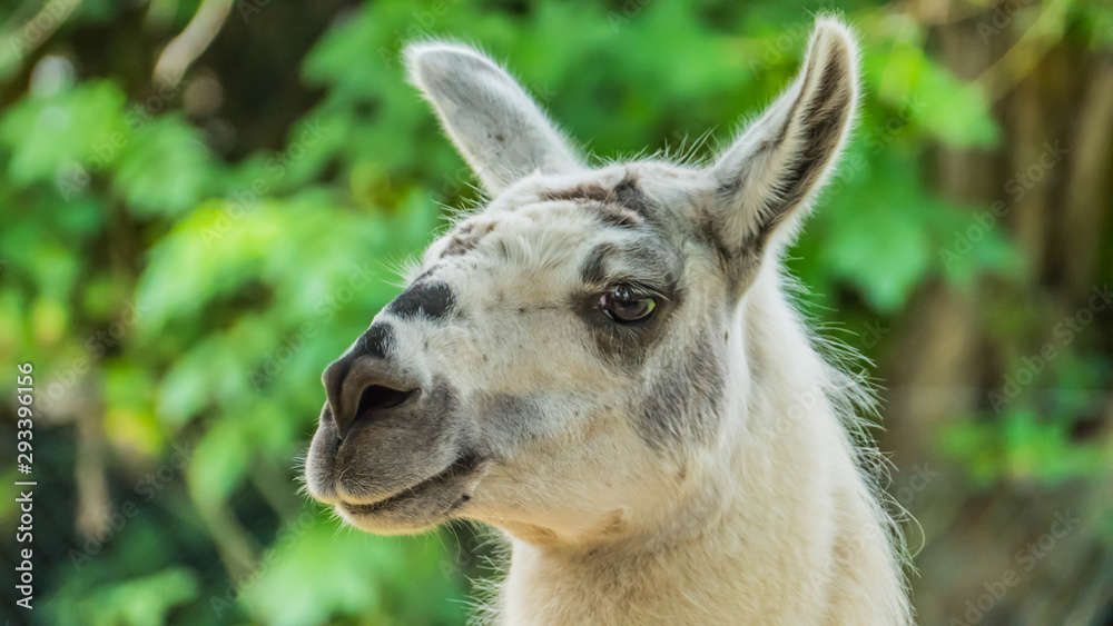 Funny close-up of a llama Funny close-up of a llama