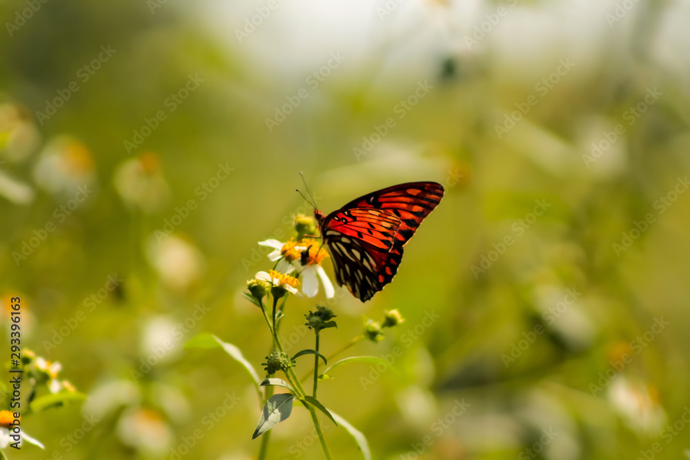 Obraz premium Monarch