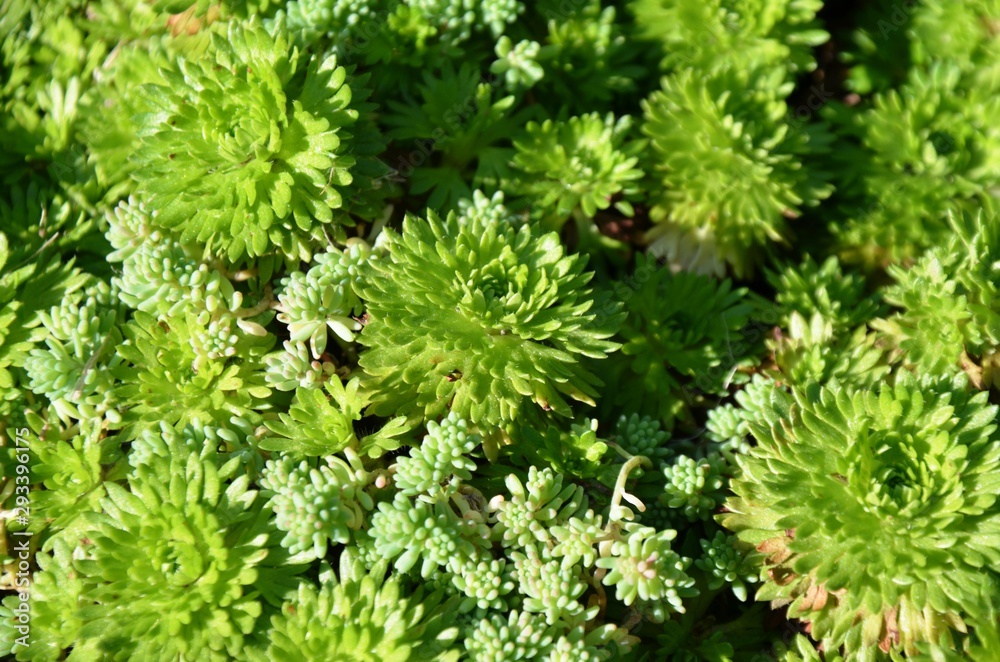 green plant - sedum. macro. Floral background