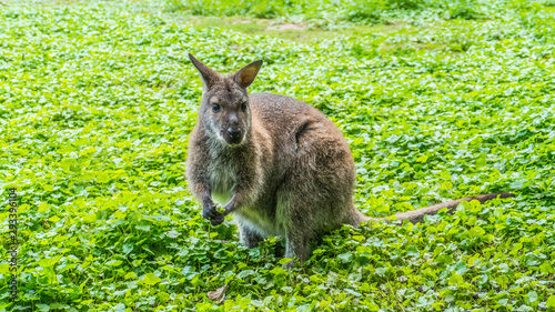 Cute, funny kangaroo looking in the camera