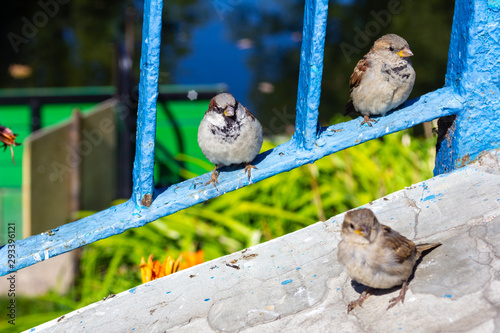 Birds on the bridge during the day