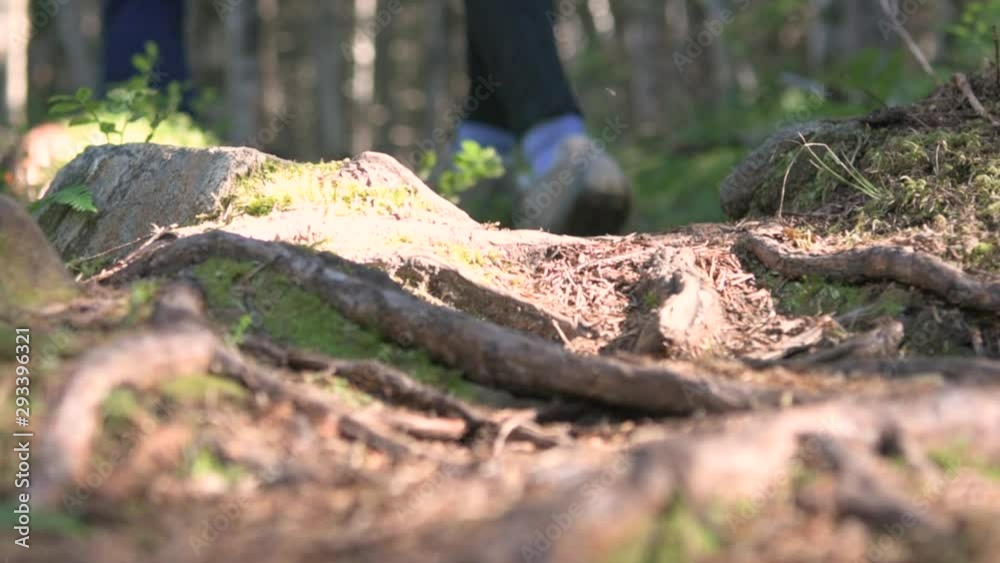 Hikers Walk Through the Woods Hikers Walk Through the Woods