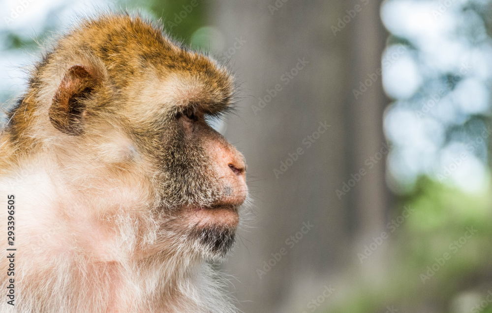 Fototapeta premium A lonely and sad monkey is sitting on the grass