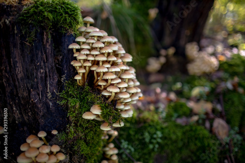 Pilz Schwefelkopf am Baum