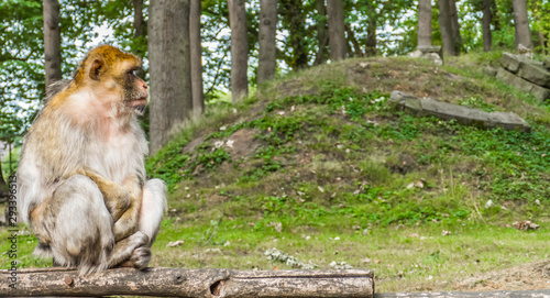 Canvas Print A lonely and sad monkey is sitting on the grass
