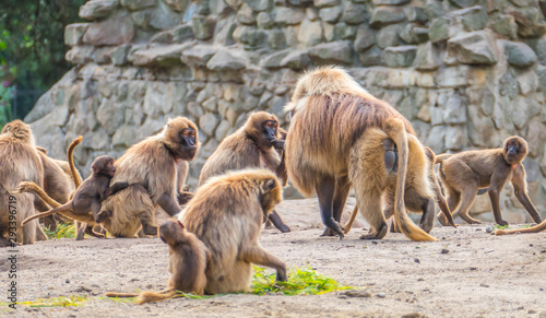 Group of monkeys in their daily life © Dragonfly