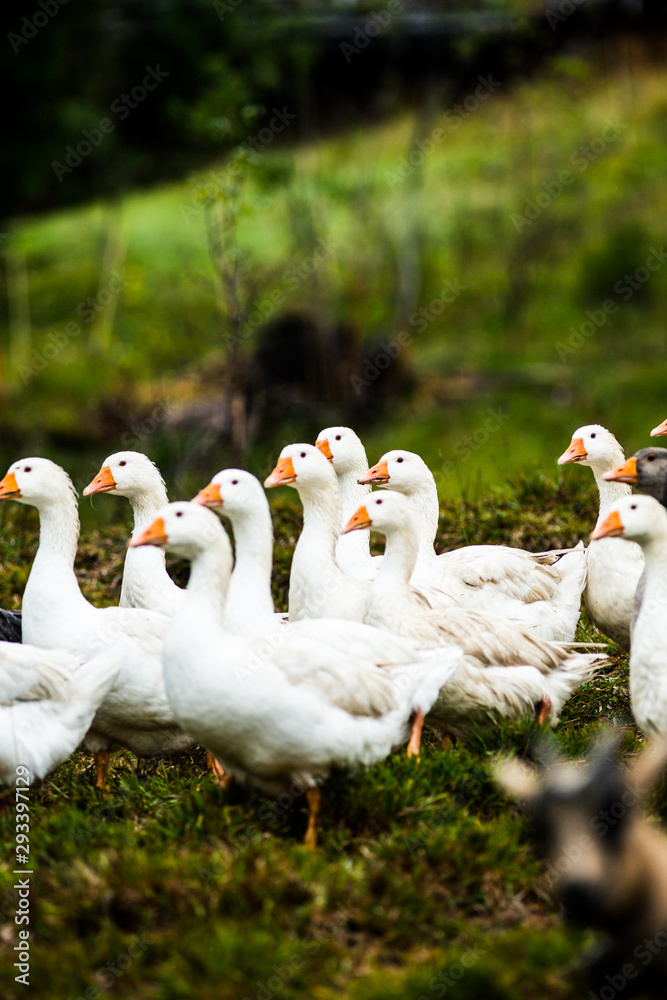Obraz premium goose bird christmas geese