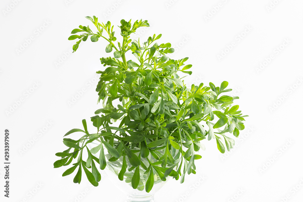 Medicinal plant, Ruta graveolens. White bacground. Medicinal plant, Ruta graveolens. White bacground.