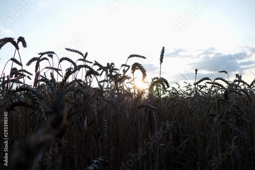 detail of a field in the warm sunset