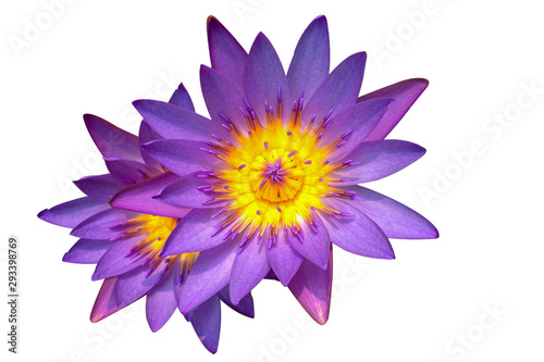 Close up Beautiful purpel lotus Lotus isolated