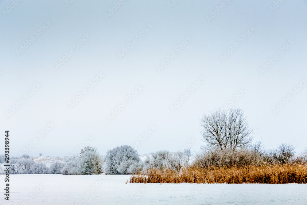Snow-covered riverbank with sedge and white trees_ Snow-covered riverbank with sedge and white trees_