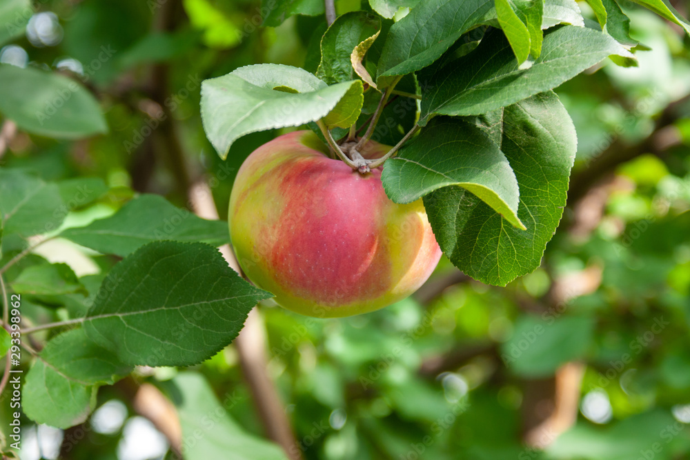 Red Ripe apples on a branch on a background of green foliage. Close-up on a sunny day Red Ripe apples on a branch on a background of green foliage. Close-up on a sunny day