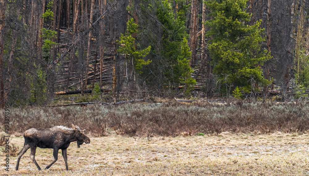 Proud moose in the Rocky Mountains Proud moose in the Rocky Mountains