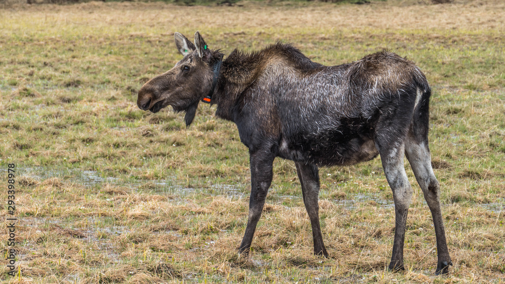 Proud moose in the Rocky Mountains Proud moose in the Rocky Mountains