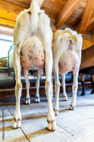 goats milking dairy farming