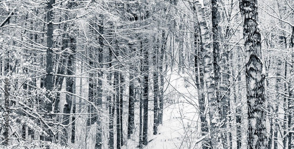 Winter landscape with trees in forest, black and white image_