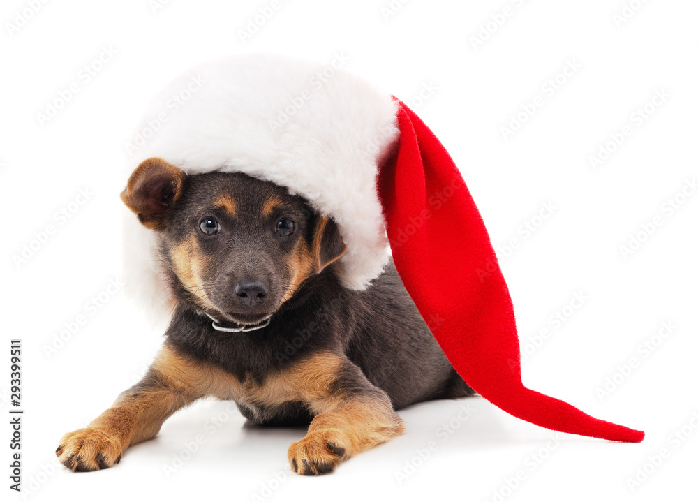 One dog in a Christmas hat. One dog in a Christmas hat.