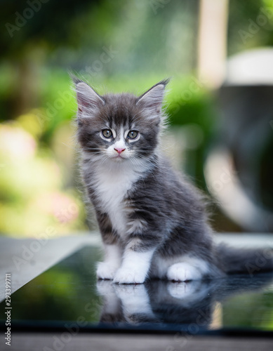 Close-up an adorable blue tabby small kitten looking up in garden with soft light background. Gray Maincoon cat in forest daytime lighting  W