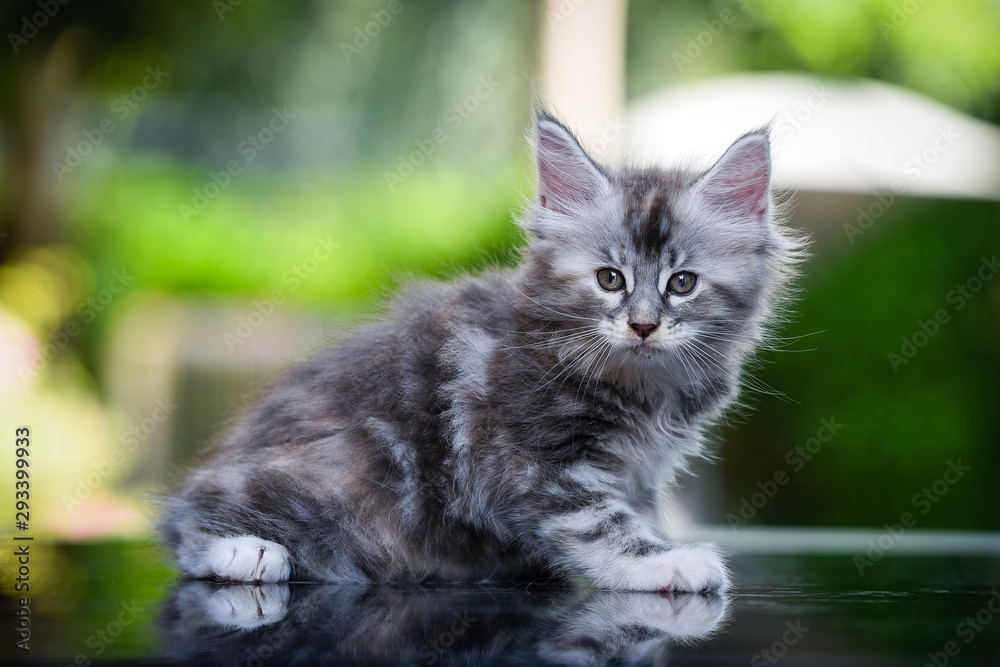 Close-up an adorable blue tabby small kitten looking up in garden with soft light background. Gray Maincoon cat in forest daytime lighting 
