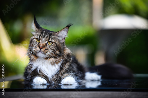 Close-up an adorable brown tabby white big cat looking up in green garden with soft light background. Black brown white Maincoon cat sitting in forest daytime lighting