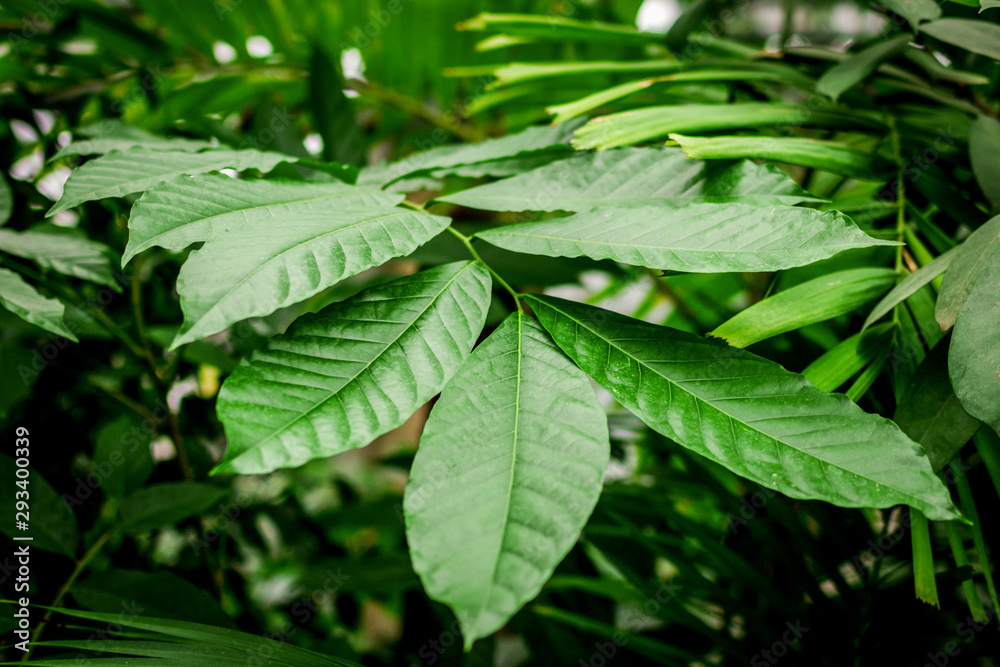 exotic green plant leaves closeup in greenhouse