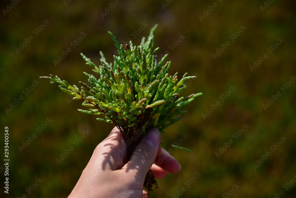Salicornia grass growing wild food macro nature photography