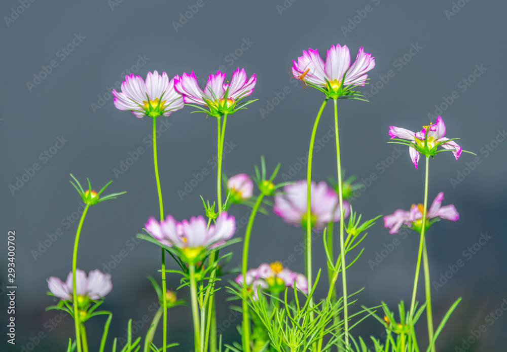 Fototapeta Zbliżenie chryzantemy kwitnącej na zielonej łące