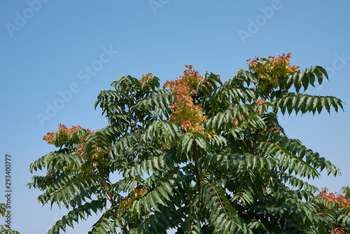 Ailanthus altissima